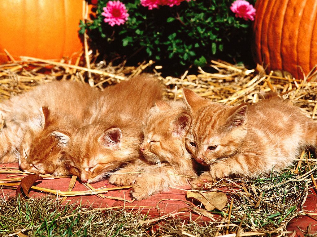 Kitten Patch, Red Tabbies